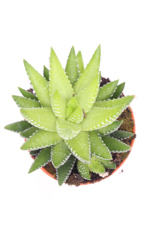 Haworthia Fasciata