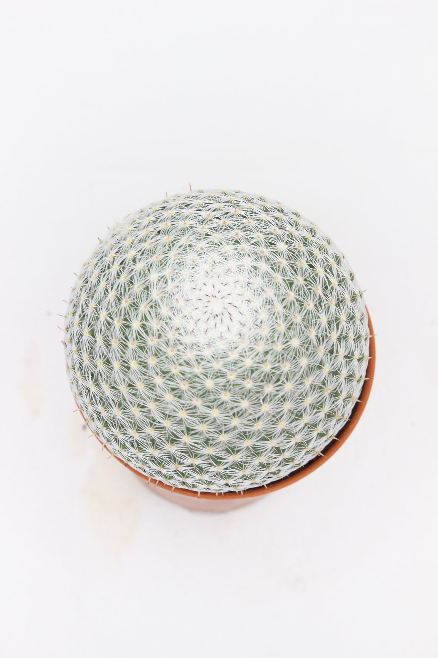 cactus-decorativo-interior