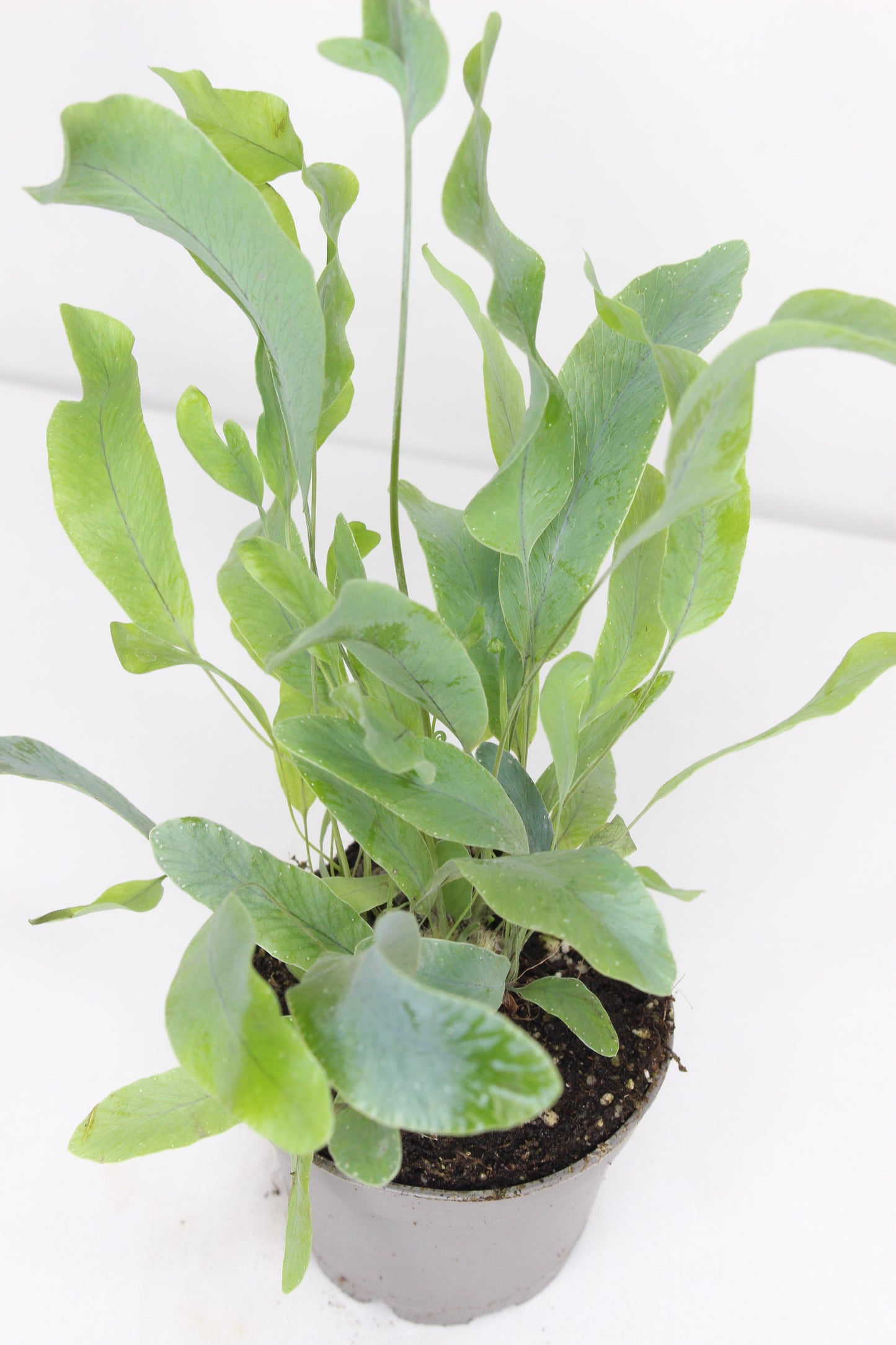 Mini Helecho Estrella Azul (Blue Star)