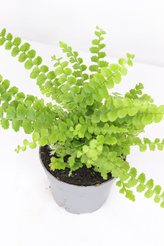 Mini Helecho Culantrillo