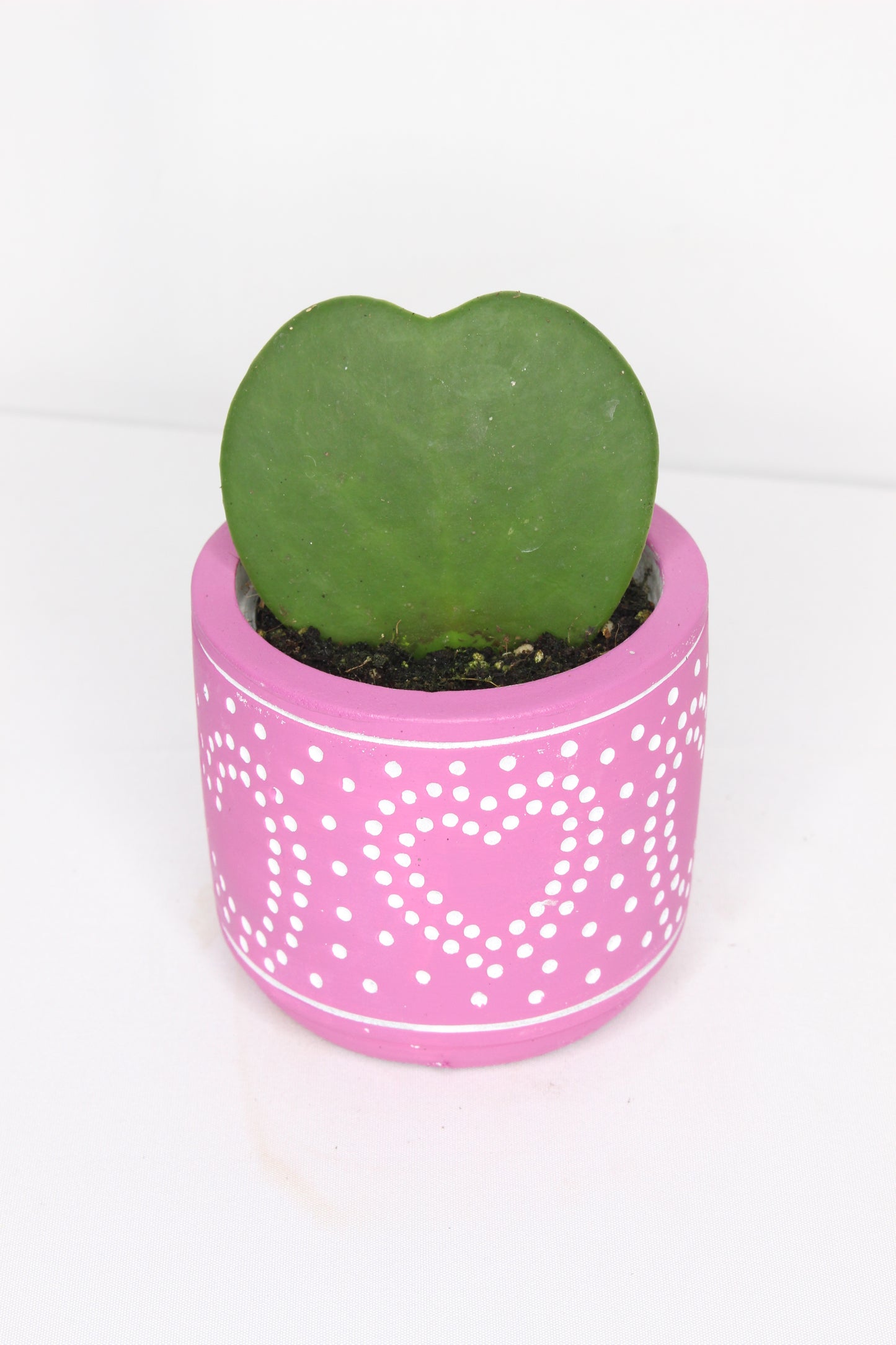 Hoya Kerrii + Macetero Fucsia