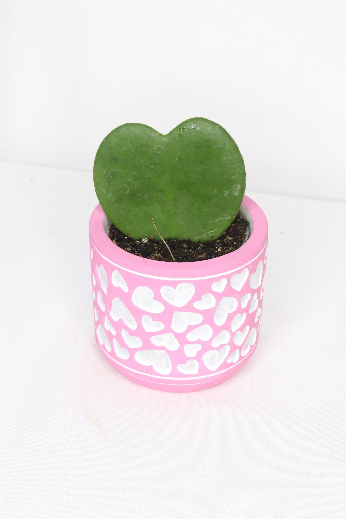 Hoya Kerrii + Macetero Rosa