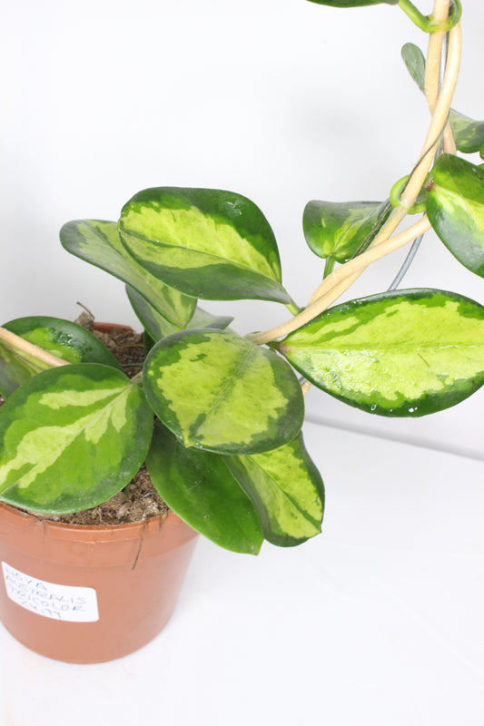 Hoya Australis Tricolor