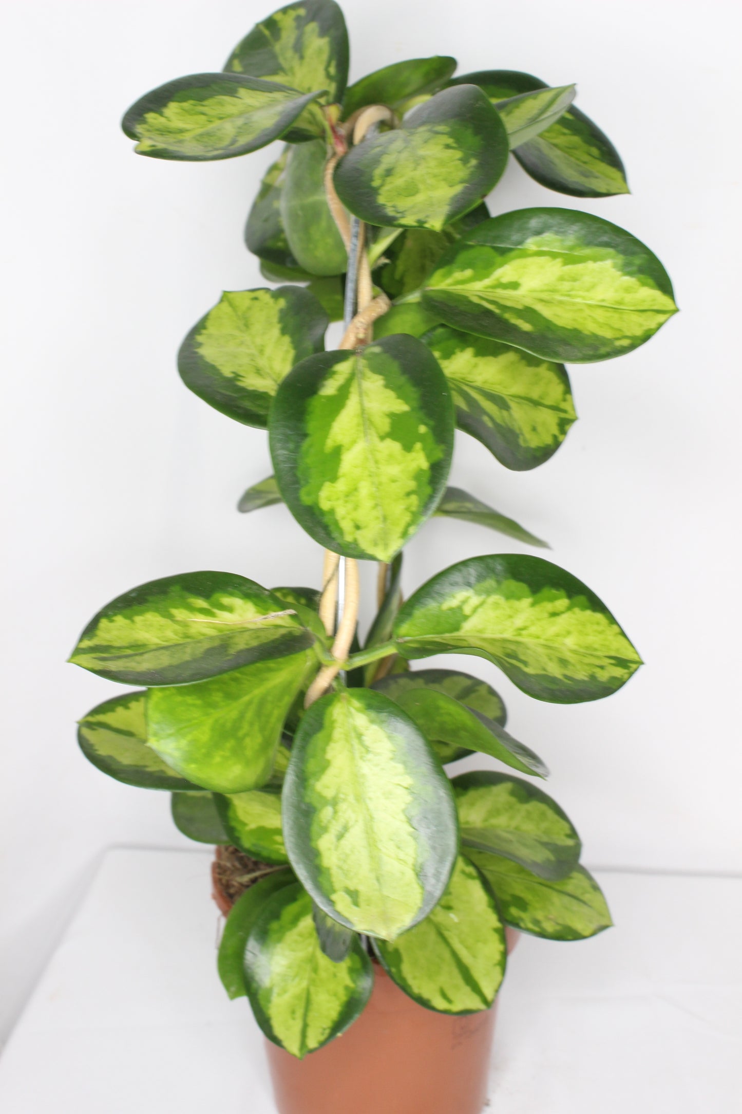 Hoya Australis Tricolor