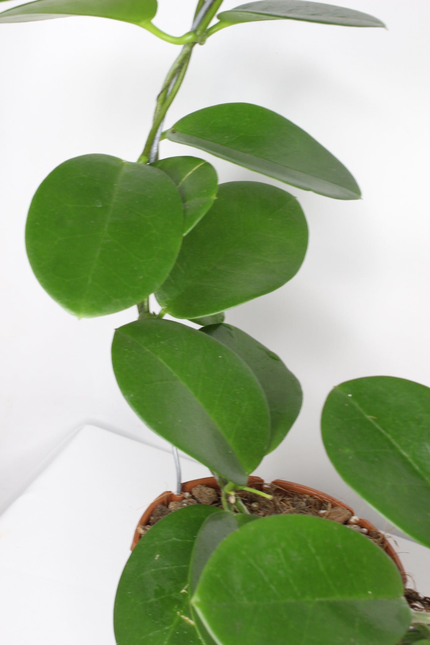 hoya-australis-planta-tropical