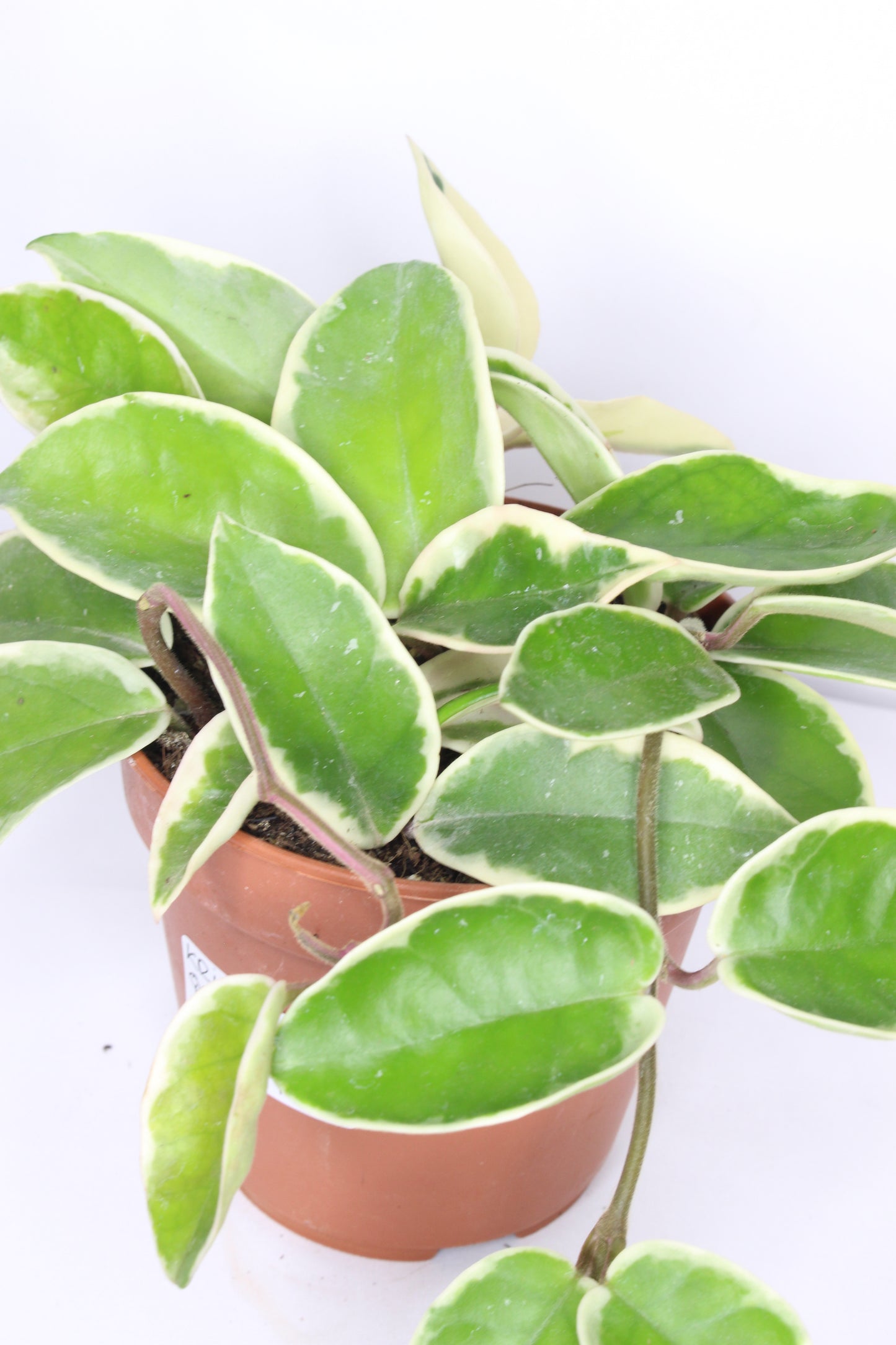 Hoya Carnosa Krimson Queen