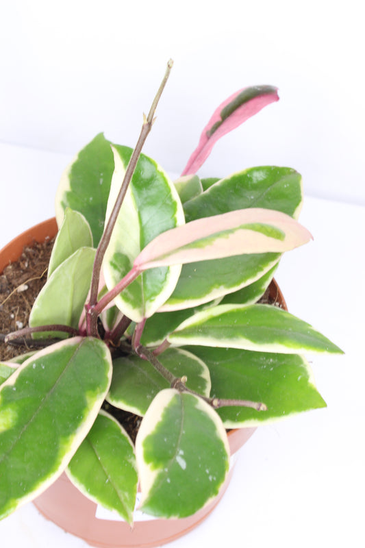 Hoya Carnosa Flamingo