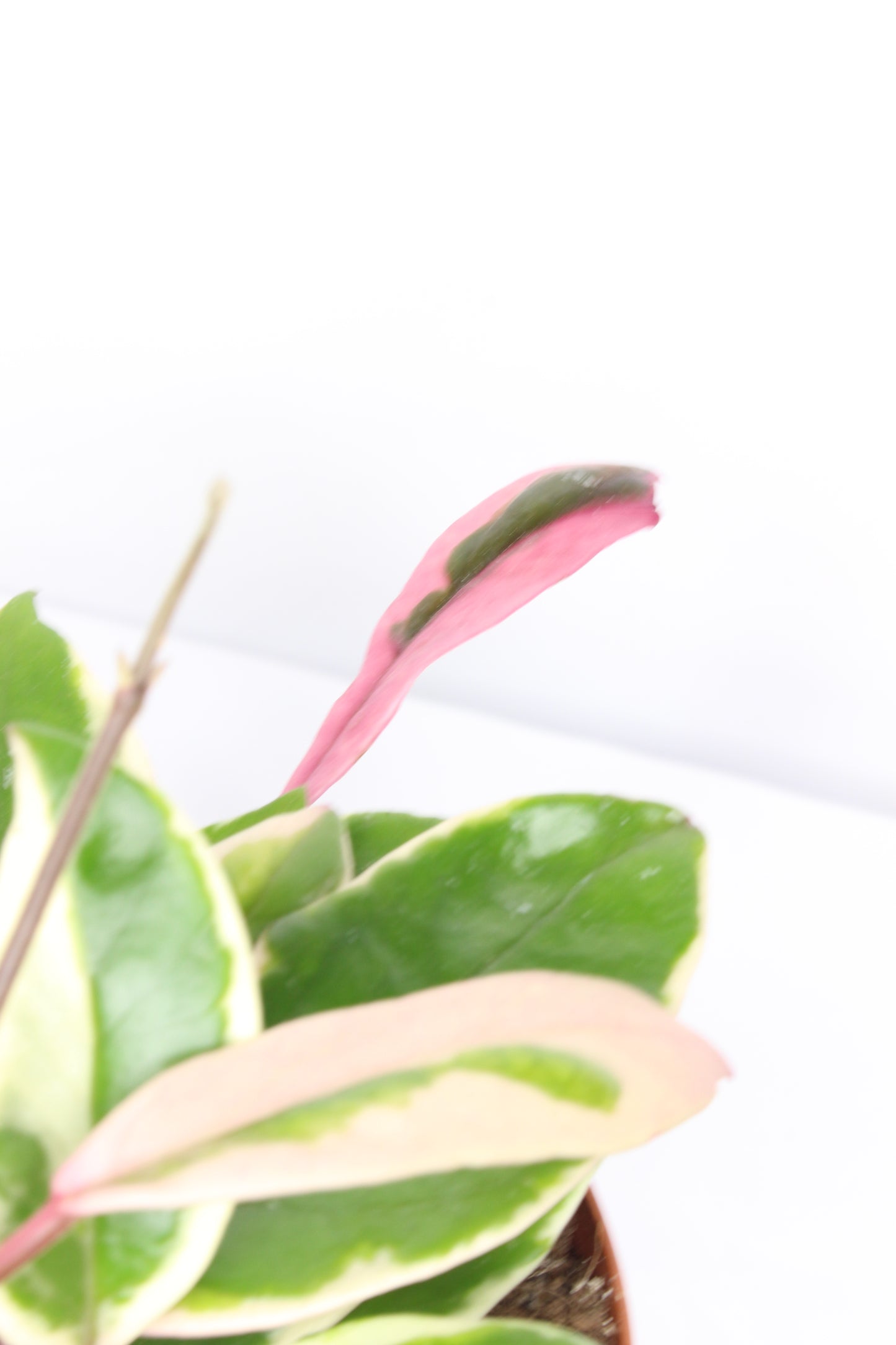 Hoya Carnosa Flamingo