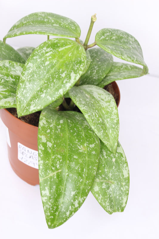 Hoya Carnosa Rangsan Splash