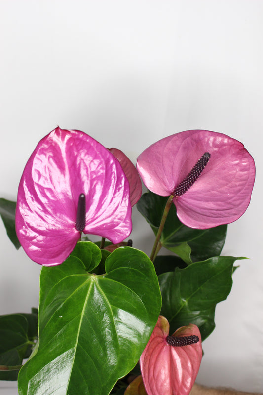 Anthurium Lila