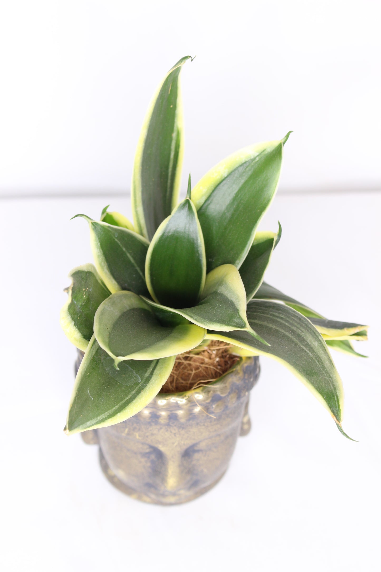 Sanseviera + Buda Dorado