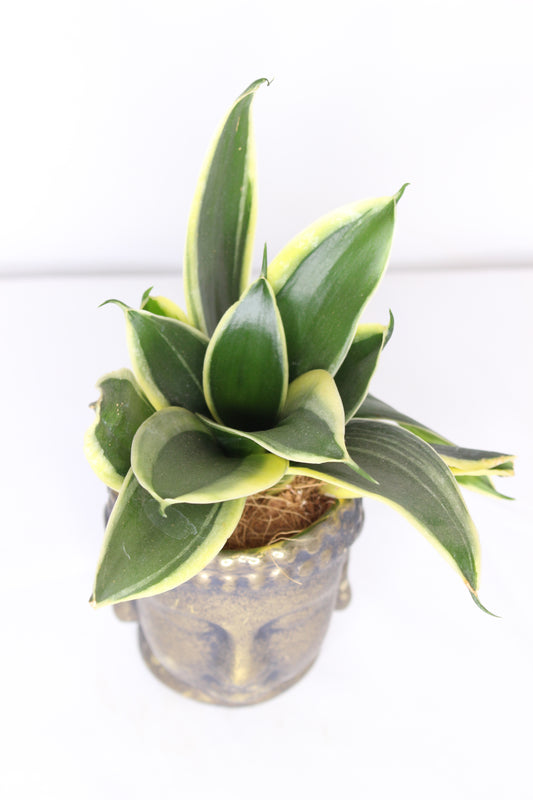 Sanseviera + Buda Dorado