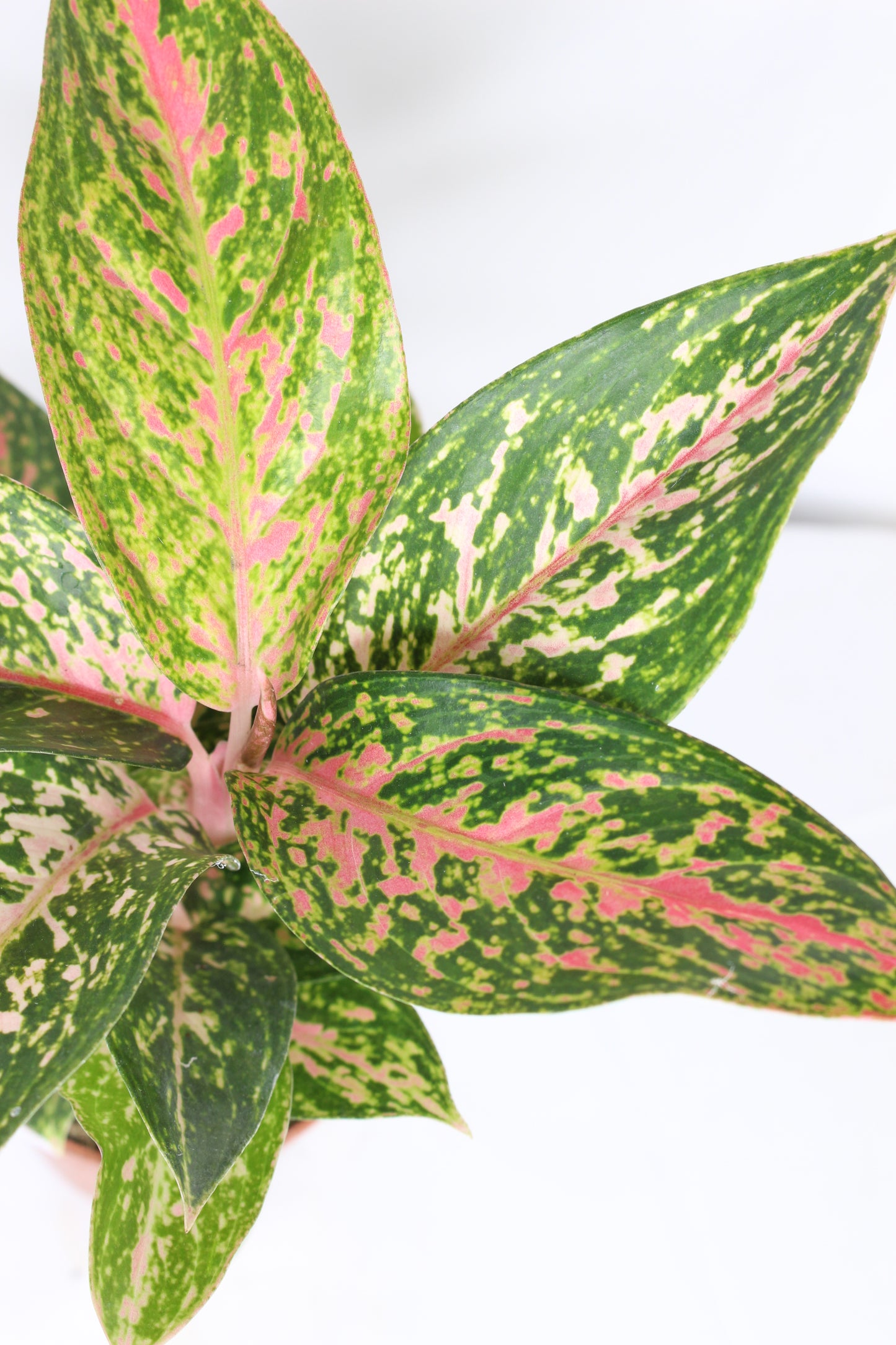 rojasaglaonema crimson love hojas rojas