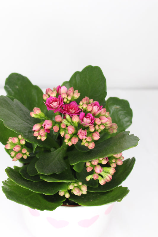 Kalanchoe + Macetero Corazones Rosas
