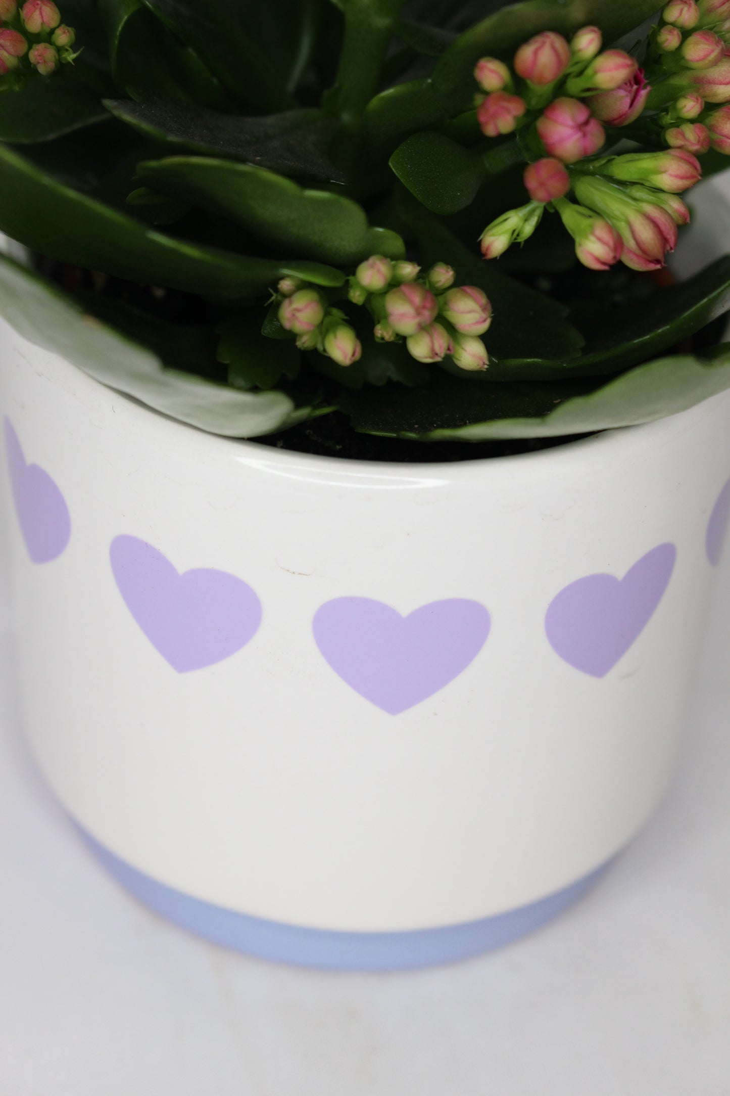 Kalanchoe + Macetero Corazones Azul