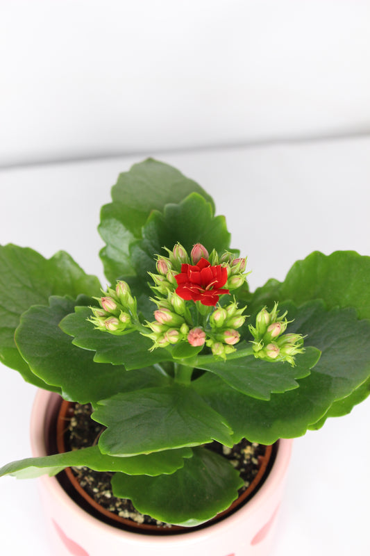 Kalanchoe + Macetero Corazones Rojos