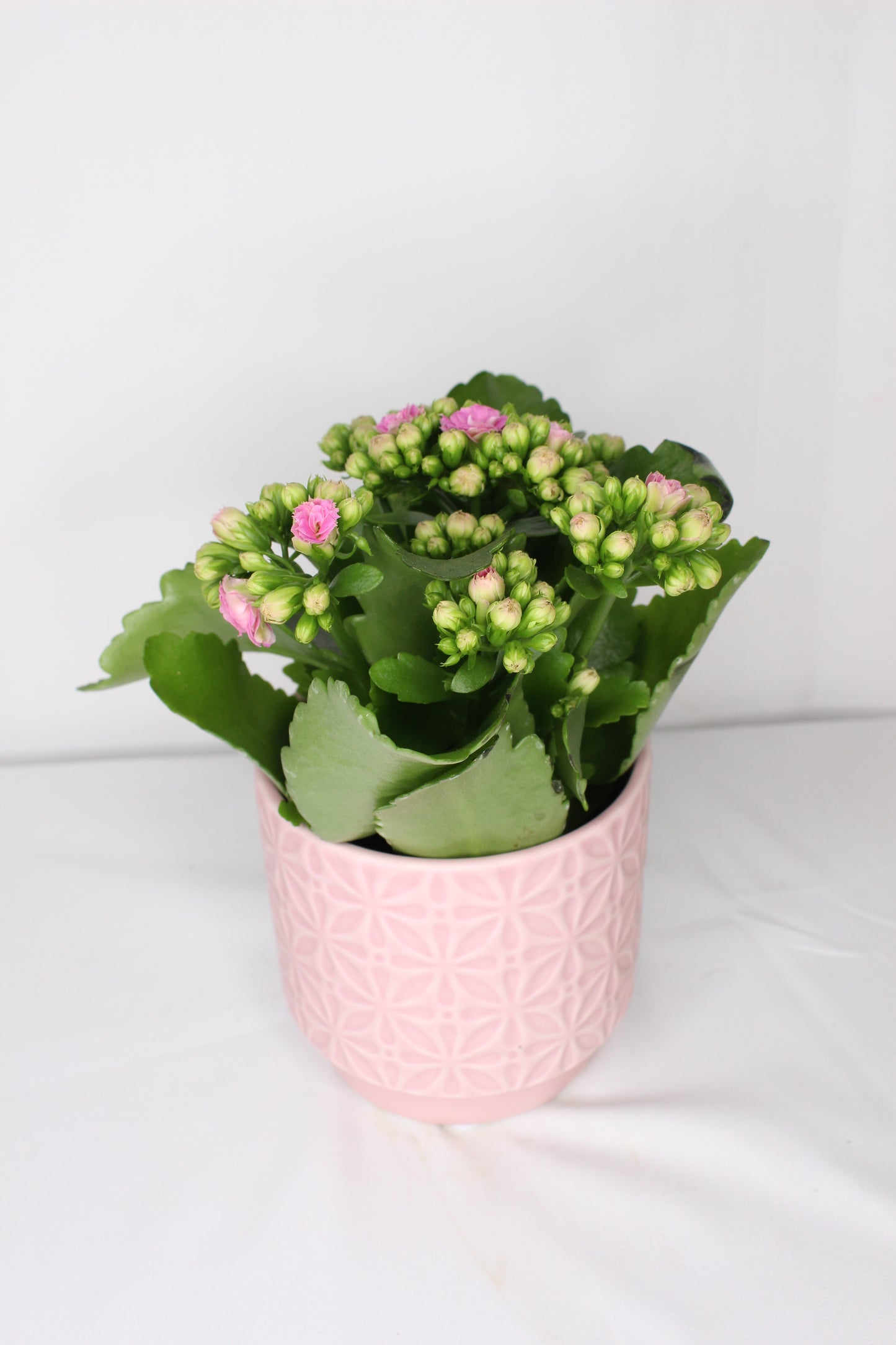 Macetero Flores Rosa