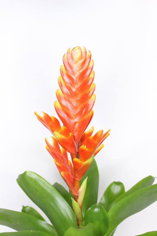 planta bromelia vriesea flame naranja decorativa