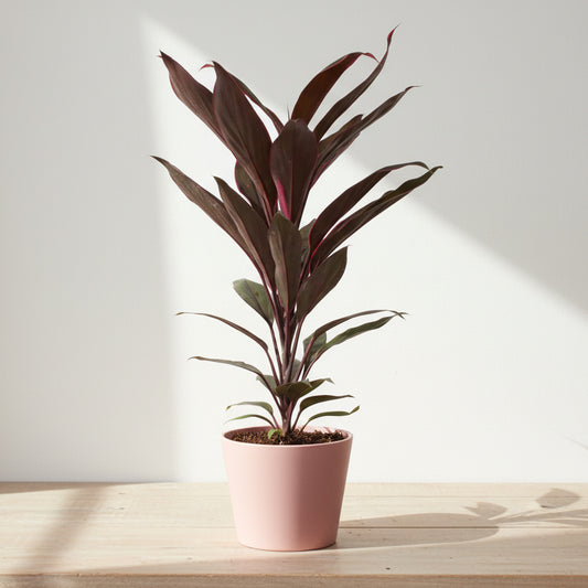planta cordyline tango decorativa