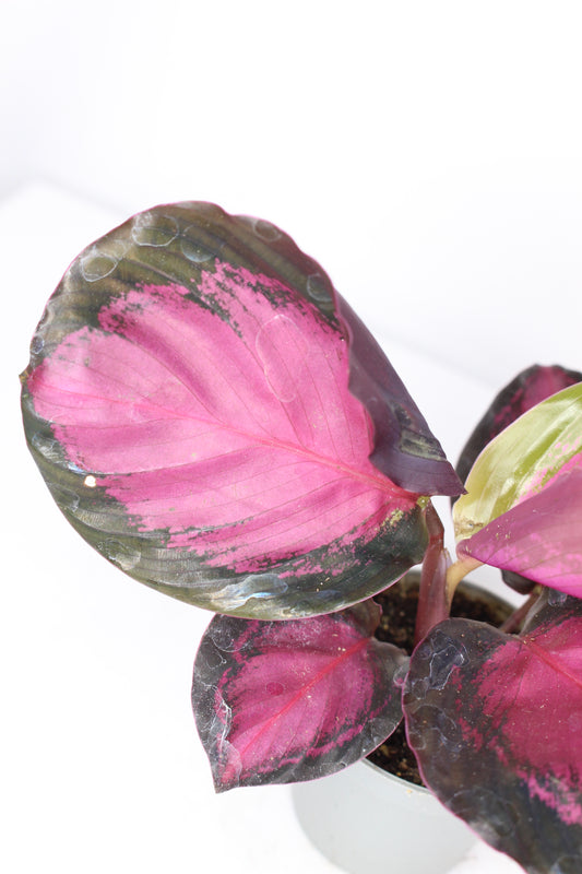 Calathea Roseopicta Rosy Mini