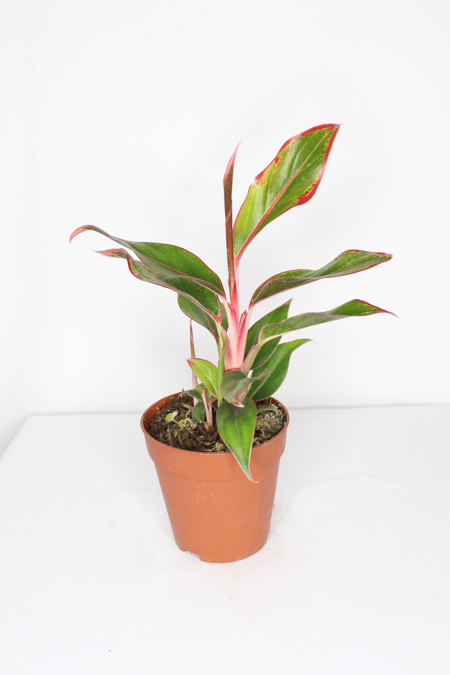 Aglaonema Crete Flame