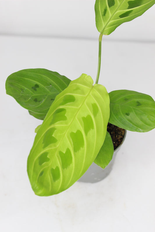 Maranta Lemon Lime Mini