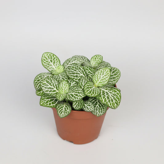 planta fittonia green line decorativa