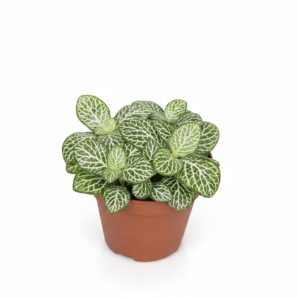 planta fittonia green line decorativa