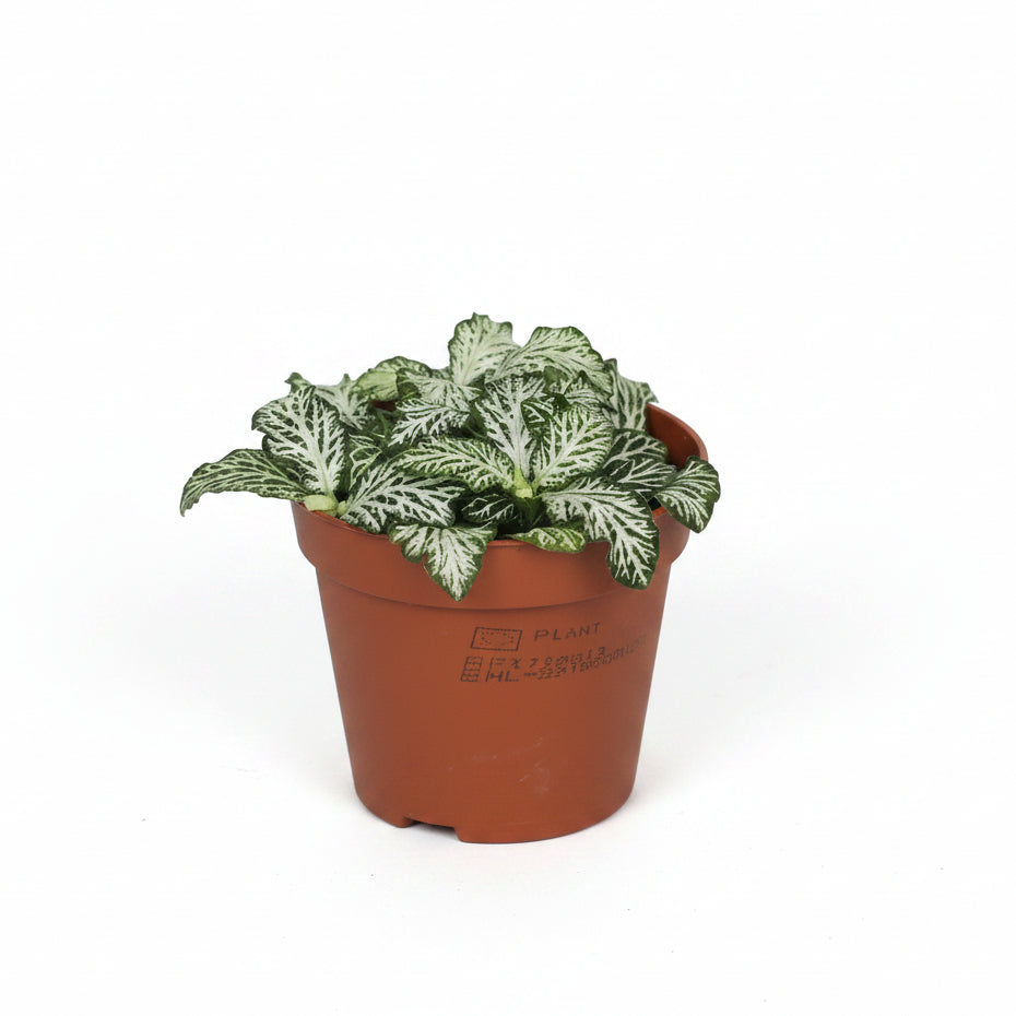 fittonia green planta interior