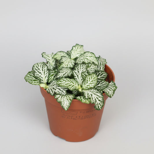planta fittonia green decorativa