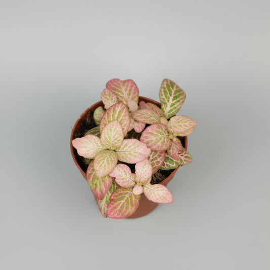 fittonia-rosa-salmon-planta-tropical