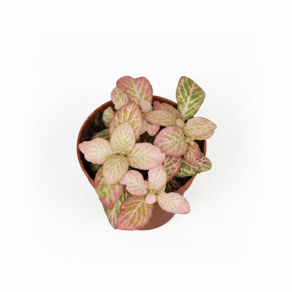 fittonia-rosa-salmon-planta-tropical