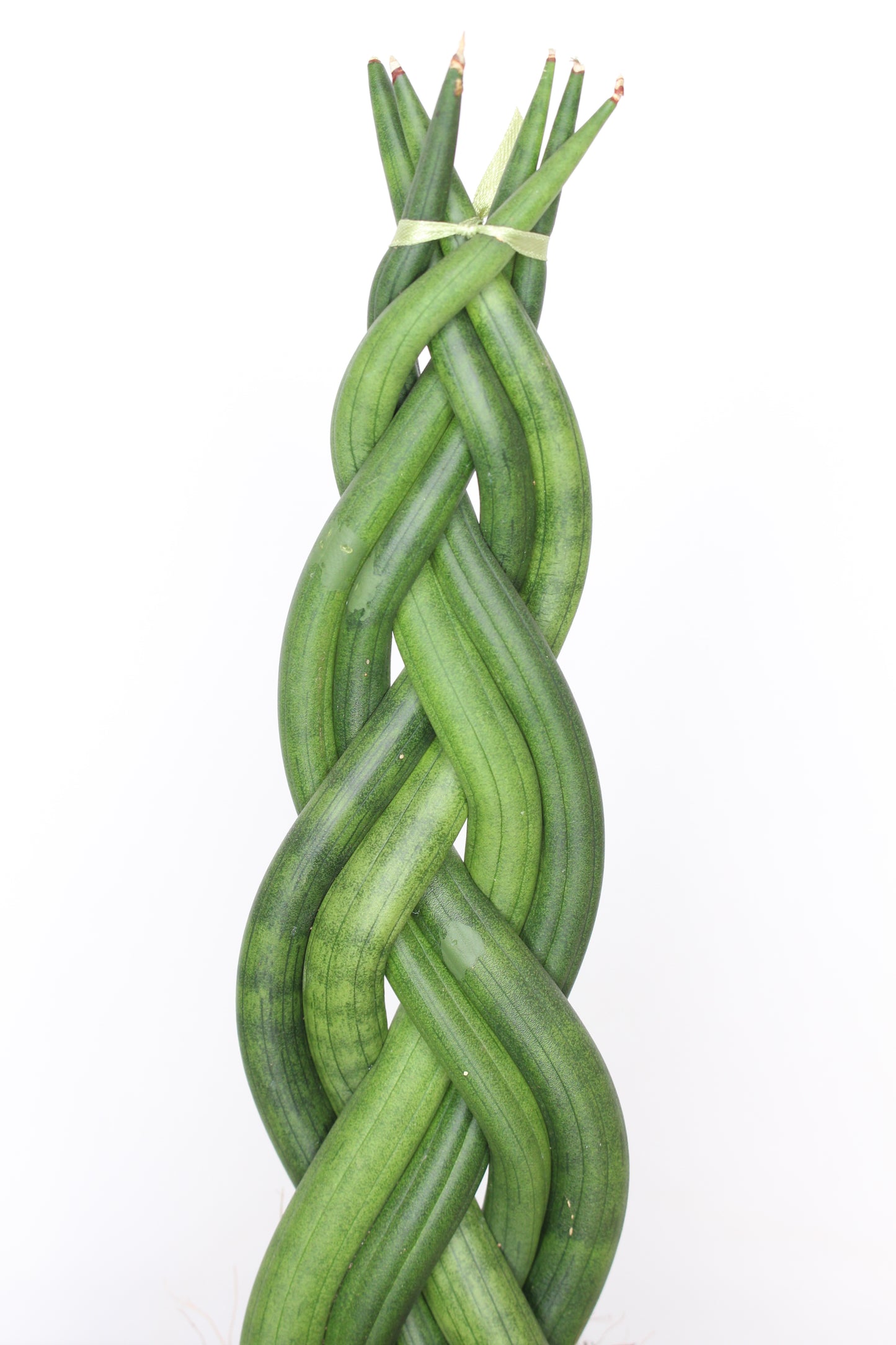 sansevieria-decorativa