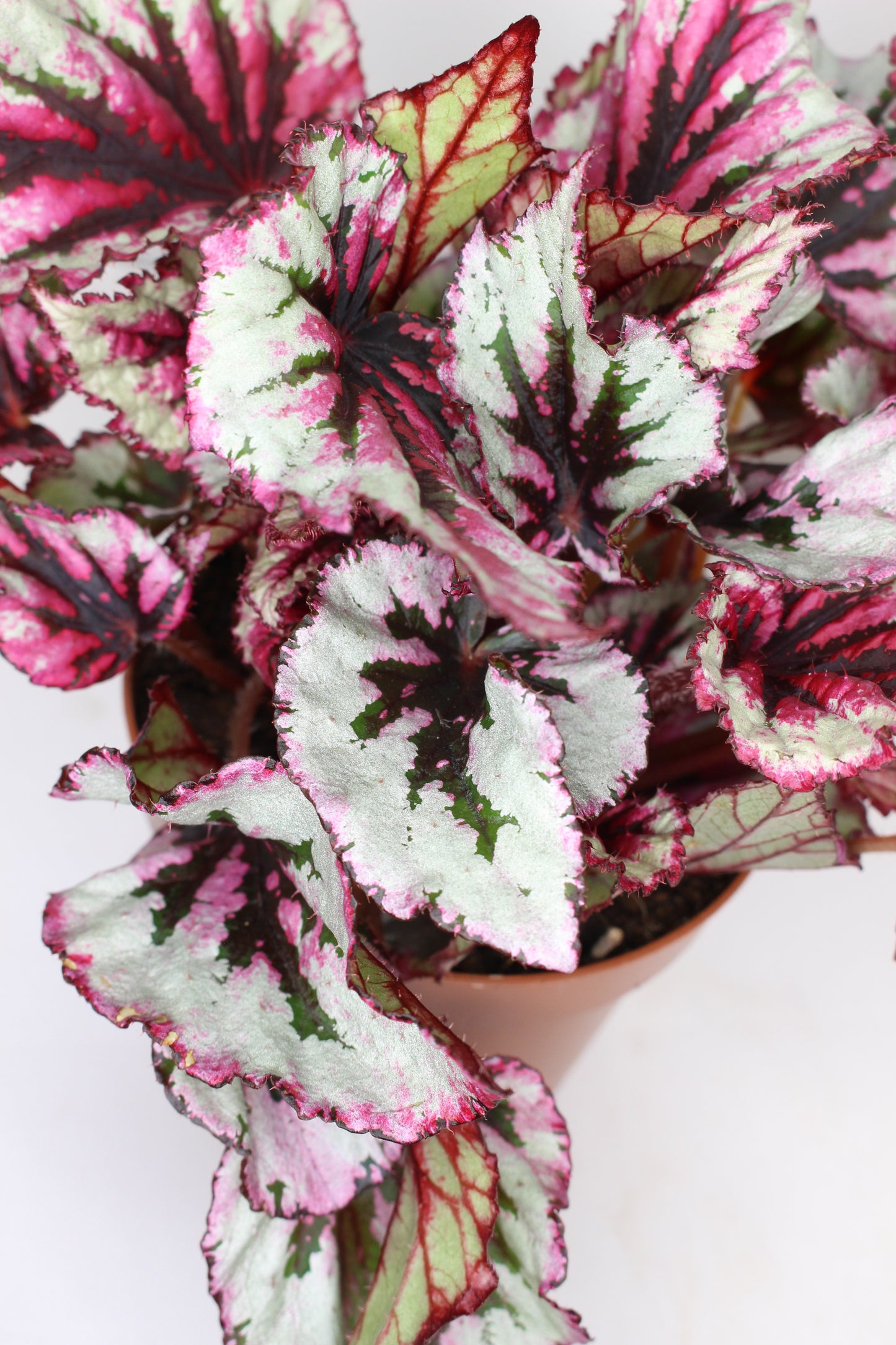 Begonia Rex Beleaf