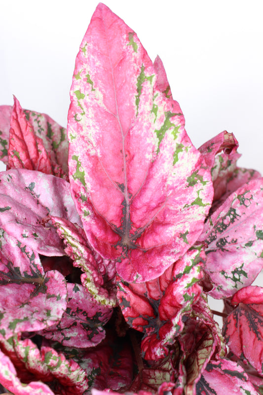 Begonia Rex Maui Sunset