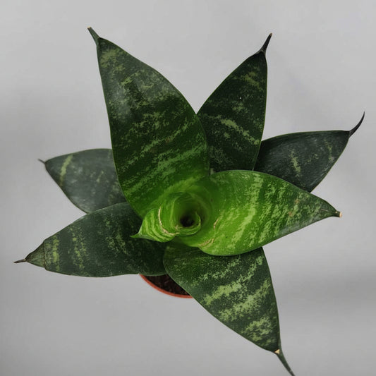 mini-sansevieria-green-star-planta-interior