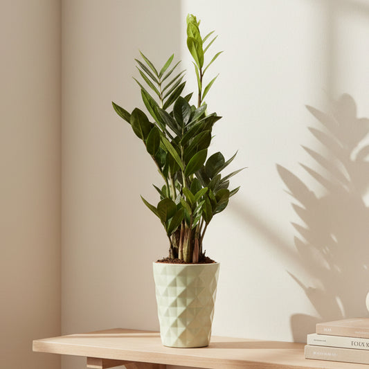 zamioculcas-zamiifolia