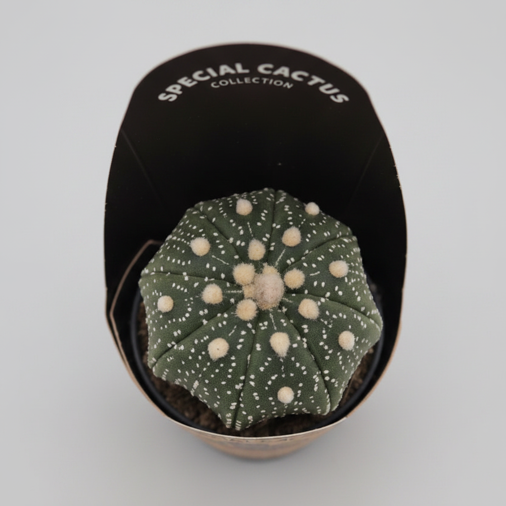 Cactus Superkabuto compacto y ornamental en maceta