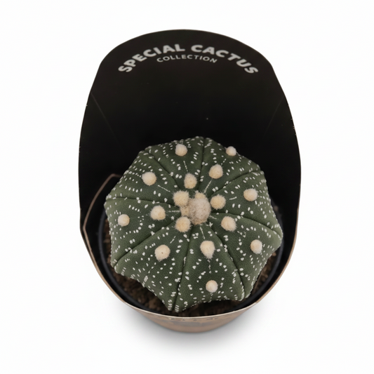 Cactus Superkabuto compacto y ornamental en maceta
