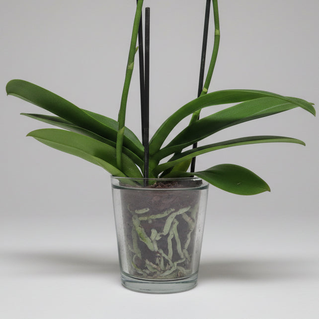 Vaso per orchidee in vetro - 12 cm