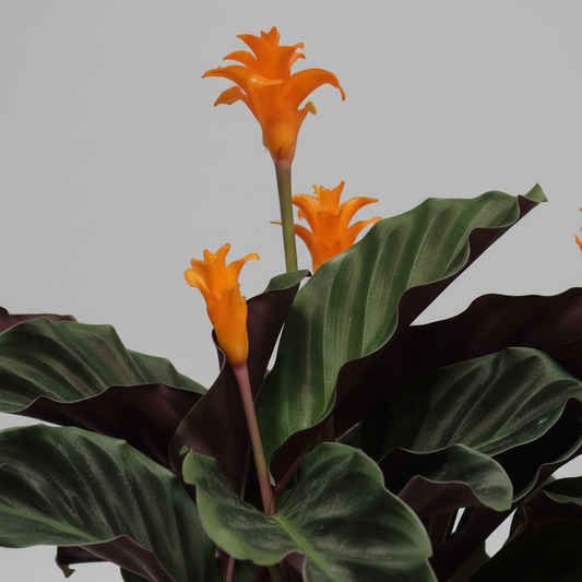 planta-calathea-interior