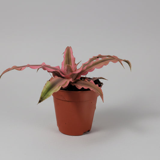 bromelia-rosa-interior