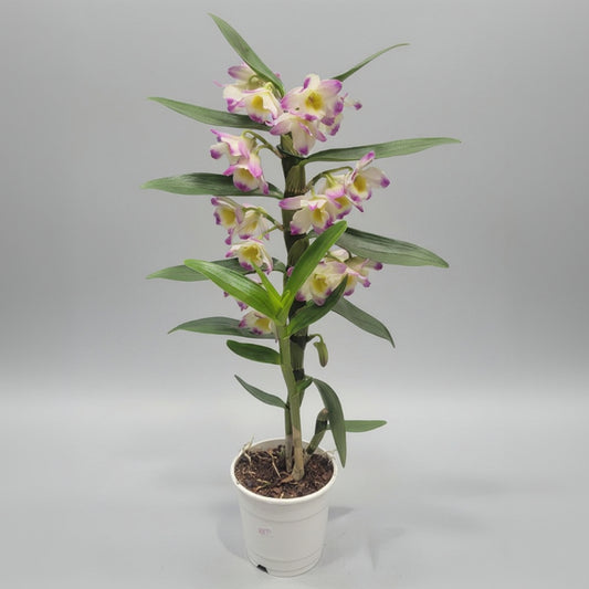 orquidea-dendrobium-fucsia-amarillo-planta-tropical