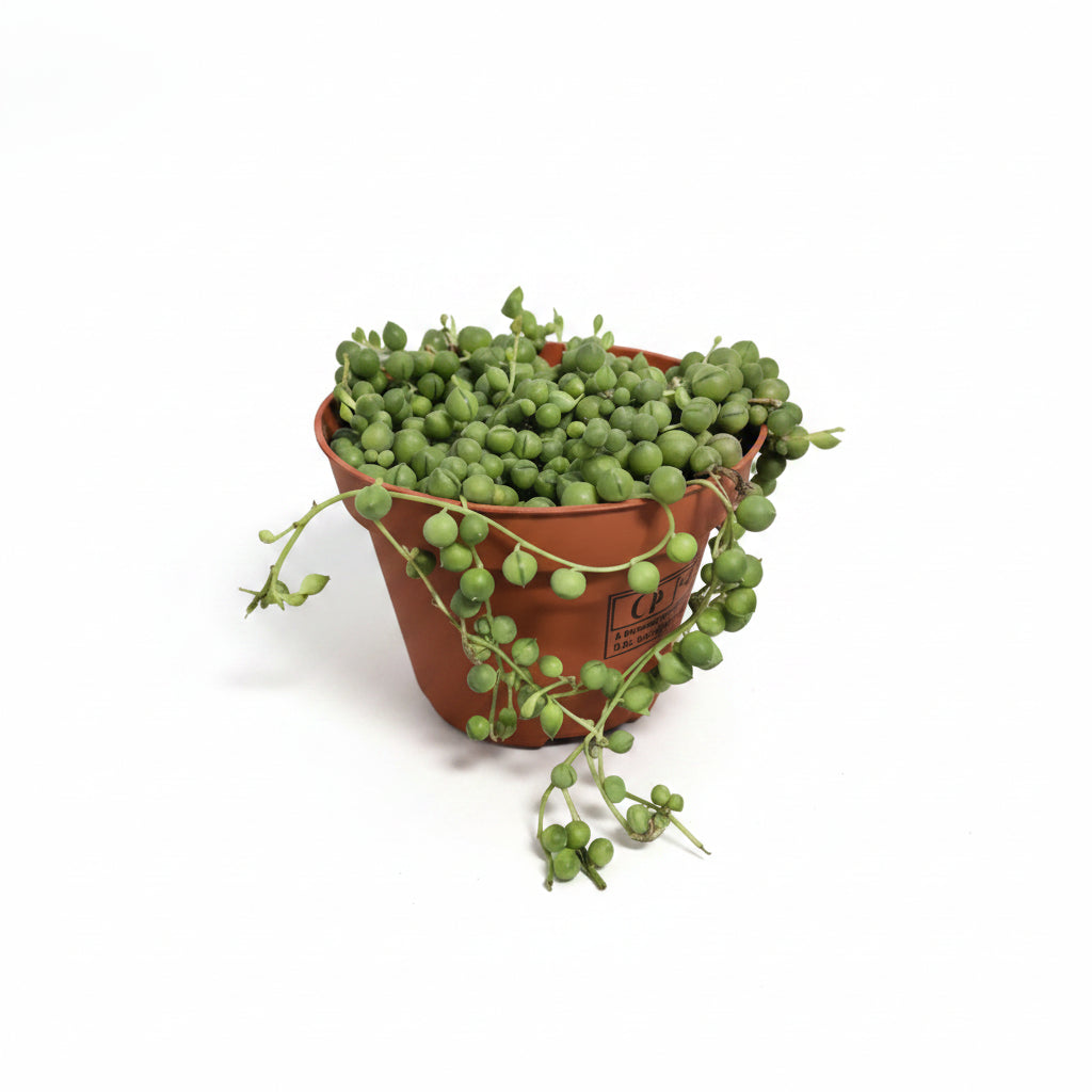 collar-de-perlas-planta