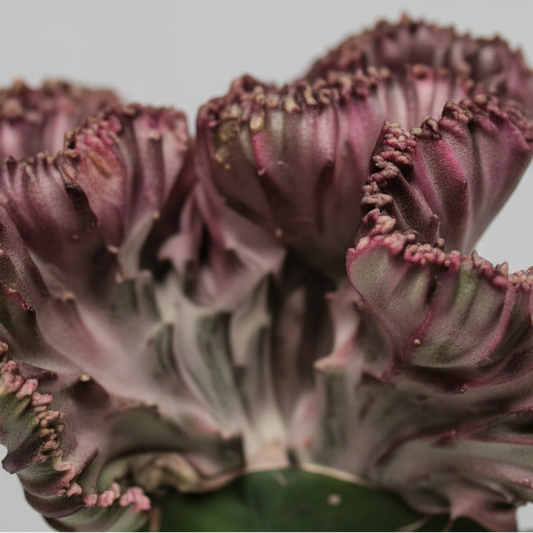 euphorbia-cristata-suculenta-interior