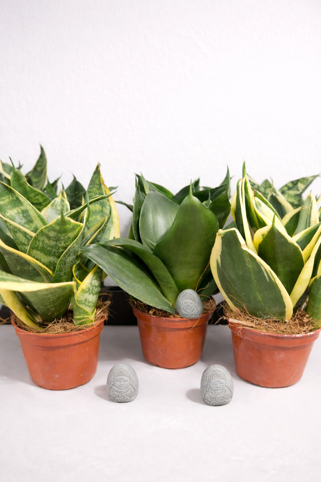 Mini Sansevieria Trifasciata Hahnii Green Star + Piedrecita Suerte