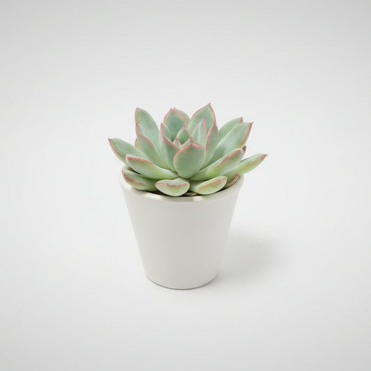 suculenta-bordes-rojos