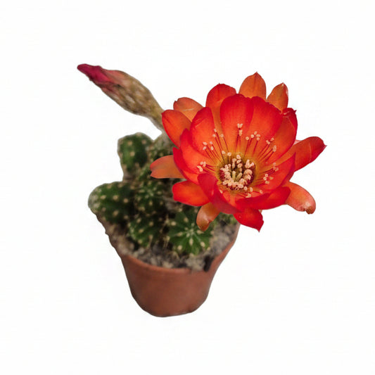 cactus ubink red