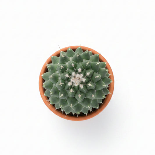 Mammillaria Polythele Toluca