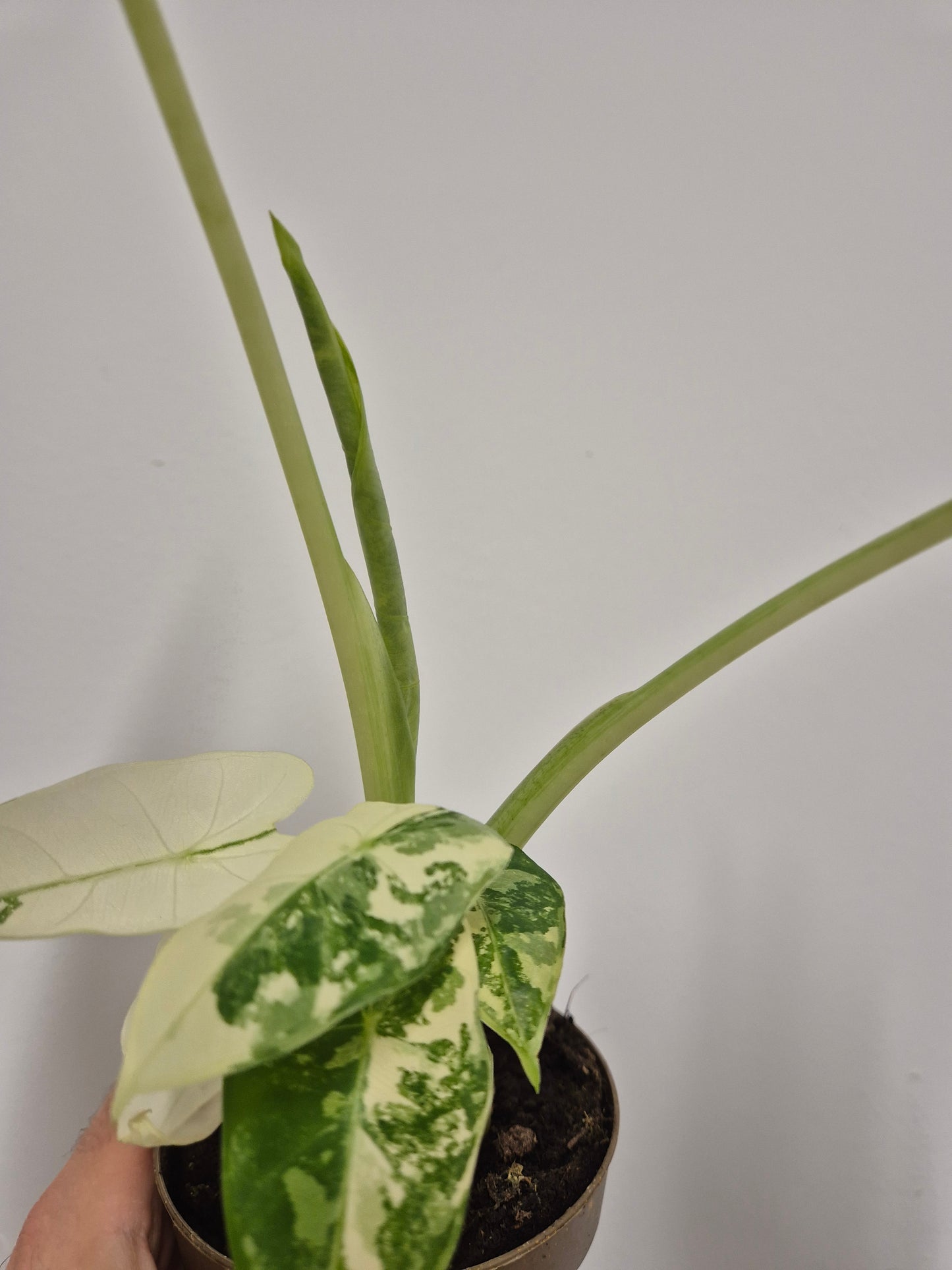 Lote Monstera y Alocasia